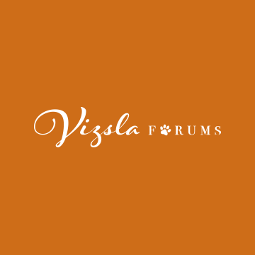 Community avatar for Hungarian Vizsla Forums